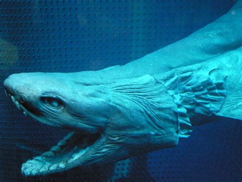 Real Life Kaiju of Japan .